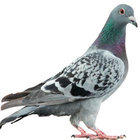 theholypigeon thumbnail