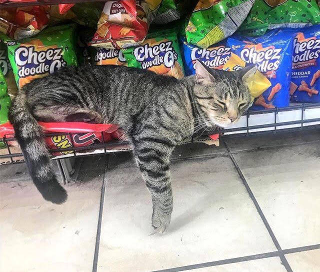 go dancing with you Maja Jasmin Deli Cat Records