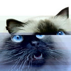 mini thumbnail