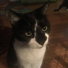 mamawerecat thumbnail