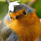 a_loud_birb thumbnail
