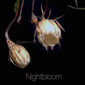 Nightbloom image