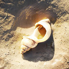 CuttlePhish thumbnail