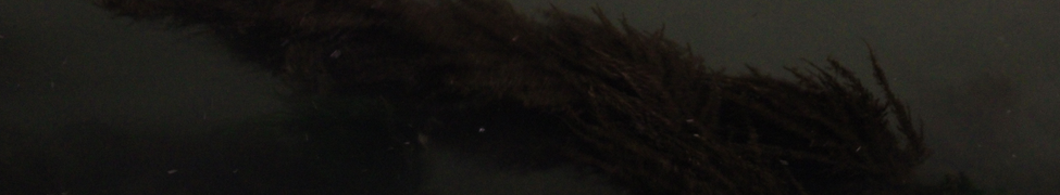 Flora — Photo