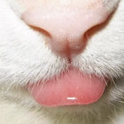 purlux thumbnail