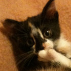 Akina thumbnail
