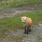 runt thumbnail