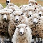 Bruce the sheep thumbnail