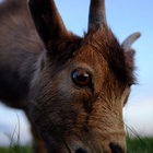 behold the goat man thumbnail