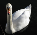 Swan Dadd image