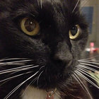 Lilly thumbnail
