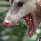 Lorem Opossum thumbnail