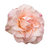 Bandcamp profile picture for @clothesline