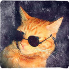 Daft Old Cat thumbnail
