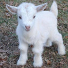 Goat thumbnail