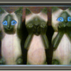 Gatos Loucos thumbnail