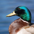 duckbenny thumbnail