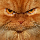 djbebel thumbnail