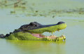 Alligator Wine image
