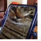 rabbitt thumbnail
