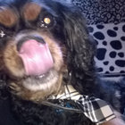dogslickedme thumbnail