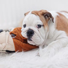 smellypuppies thumbnail