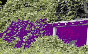 Kudzu — Photo