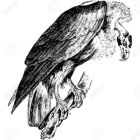 fflicker thumbnail