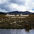 Llamas At Sunset image