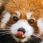 wykiki thumbnail