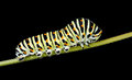 Cannibalistic Caterpillar image