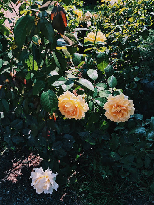 Elijah Who — Photo