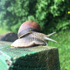 Roland thumbnail