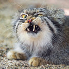 eatis thumbnail