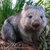 Wombat thumbnail