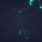 Legs Bandy thumbnail