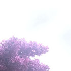 XatXat thumbnail
