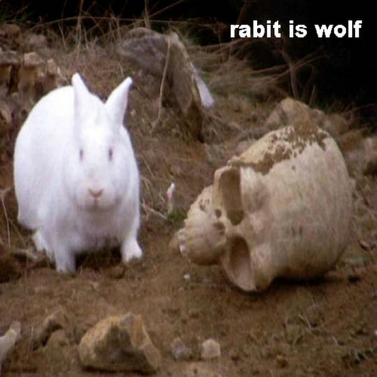 Monty Python Rabbit Meme