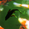 The Black Koi image