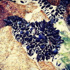 Captive Mind thumbnail