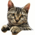 Steve Roberts thumbnail
