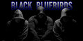 Black Bluebirds image