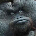 messbernd thumbnail