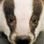 Badger76 thumbnail