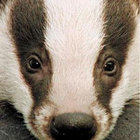 Badger76 thumbnail