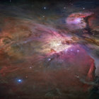 Cochliomyia thumbnail