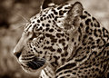 Jaguar D image