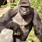 Ripping Death B/W Riddle of Steel | Zig Zags