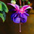 hyacinthus thumbnail