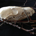 willowfeather thumbnail